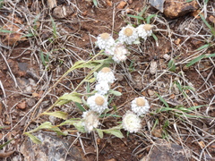 Helichrysum argyrosphaerum
