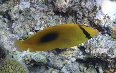 Chaetodon speculum