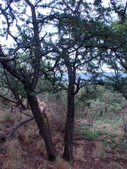 Vachellia robusta