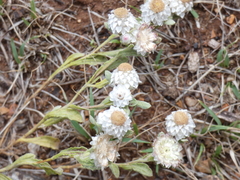 Helichrysum argyrosphaerum
