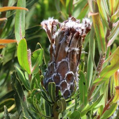 Protea lepidocarpodendron
