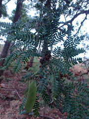 Vachellia robusta