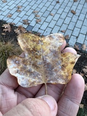 Erysiphe liriodendri