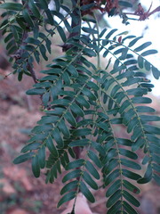 Vachellia robusta