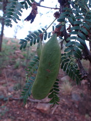Vachellia robusta