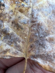 Erysiphe liriodendri