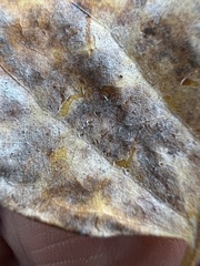 Erysiphe liriodendri