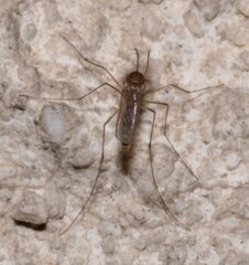 Culicidae