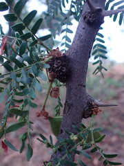 Vachellia robusta