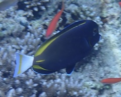 Acanthurus nigricans