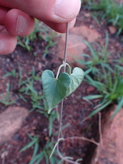Pentarrhinum insipidum