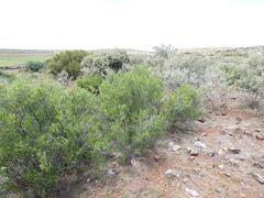 Searsia ciliata