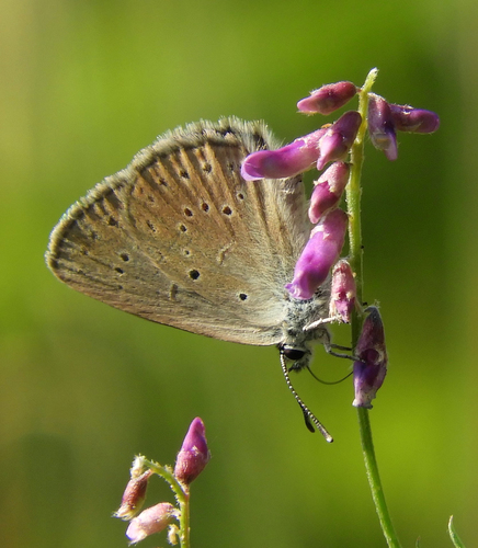 Scarce Large Blue, Netherlands, photo 6 of 10