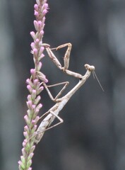 Stagmomantis floridensis