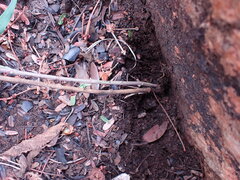 Pentarrhinum insipidum