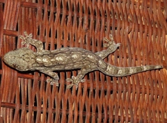 Homopholis walbergii