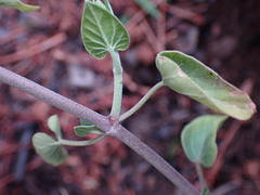 Pentarrhinum insipidum