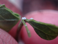 Pentarrhinum insipidum