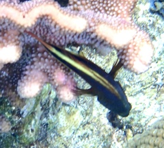 Paracirrhites forsteri