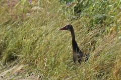 Plectropterus gambensis