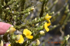 Aspalathus cymbiformis