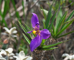 Vellozia compacta