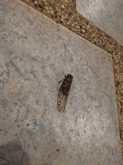 Orientopsaltria kinabaluana
