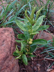 Fadogia homblei