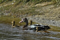 Plectropterus gambensis