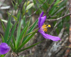 Vellozia compacta