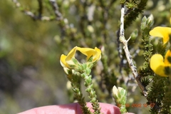 Aspalathus cymbiformis