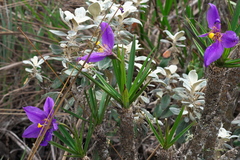 Vellozia compacta