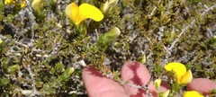 Aspalathus cymbiformis