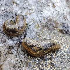 Geomalacus maculosus