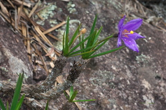Vellozia compacta