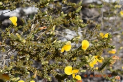 Aspalathus cymbiformis