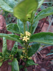 Fadogia homblei