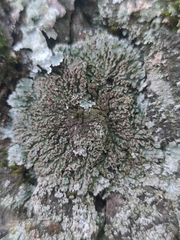 Physconia perisidiosa