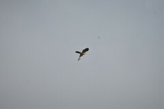 Accipiter rufiventris