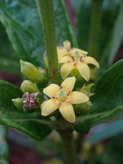 Fadogia homblei