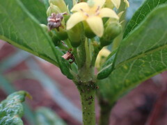 Fadogia homblei