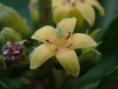 Fadogia homblei