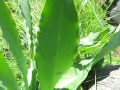 Brunsvigia undulata