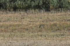 Accipiter rufiventris