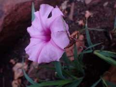 Ipomoea bolusiana
