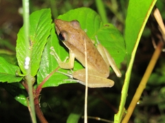 Chalcorana chalconota