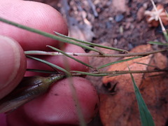 Ipomoea bolusiana