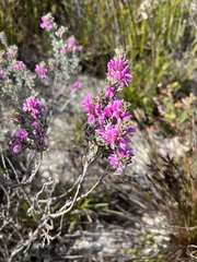 Indigofera brachystachya