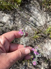 Indigofera brachystachya