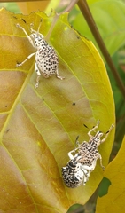 Cydianerus latruncularius